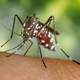 A blood-engorged female Aedes albopictus mosquito feeding on a human host. Photo James Gathany